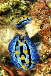 double trouble.two nudis in anilao,philippines.nikon D200... by Parvin Dabas 